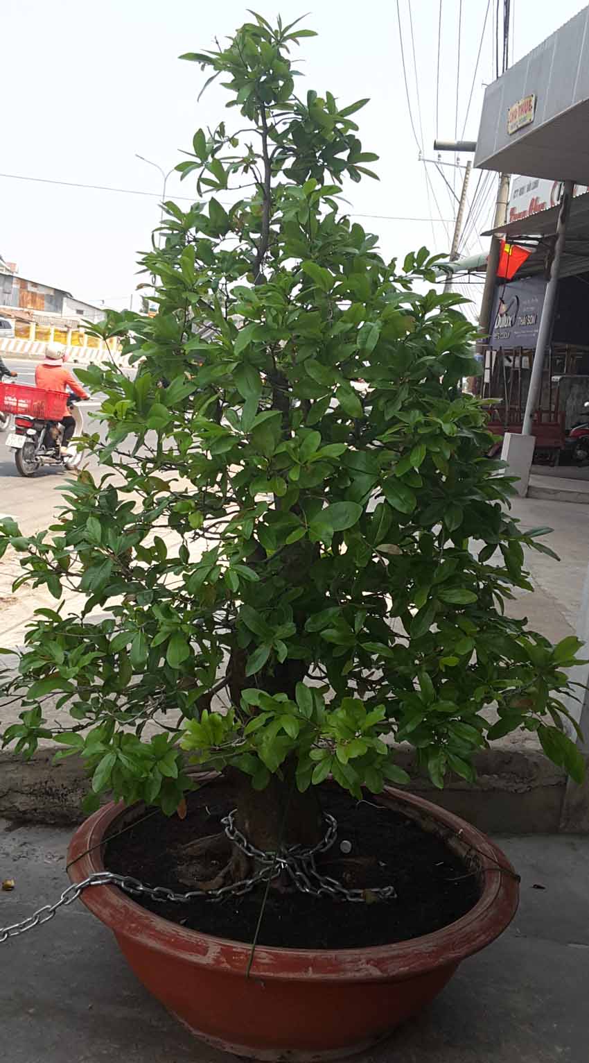 cay mai ho&agrave;nh 77cm