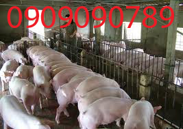 xử l&yacute; nước thải chăn nu&ocirc;i gia s&uacute;c