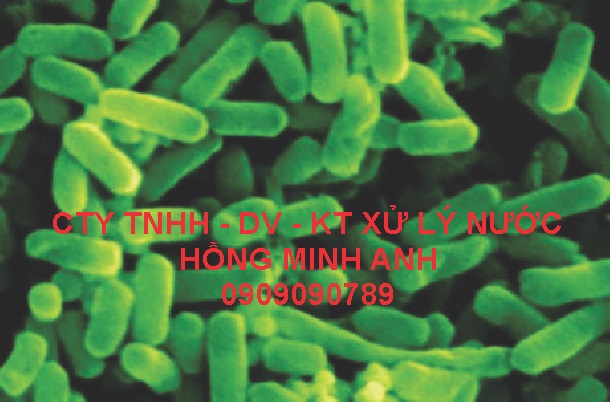 Vi khuẩn TRỰC KHUẨN MỦ XANH (Pseudomonas aeruginosa)